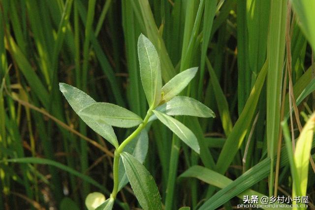 農田雜草綜合治理 農田雜草綜合治理的概念