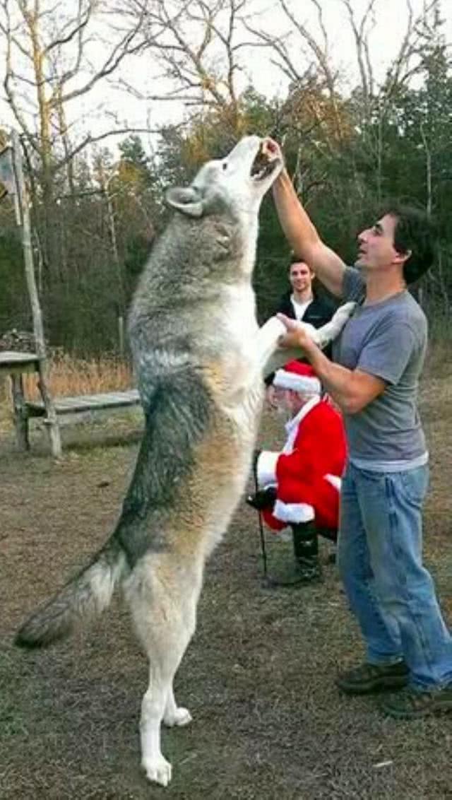 北美灰狼体重图片
