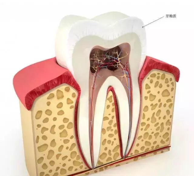 我们的牙齿表面是一层坚硬的釉质