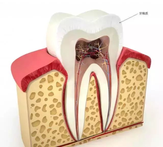 牙釉质是什么图片