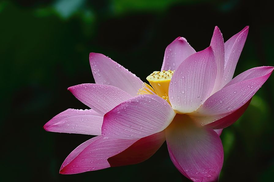 心似莲花有菩提