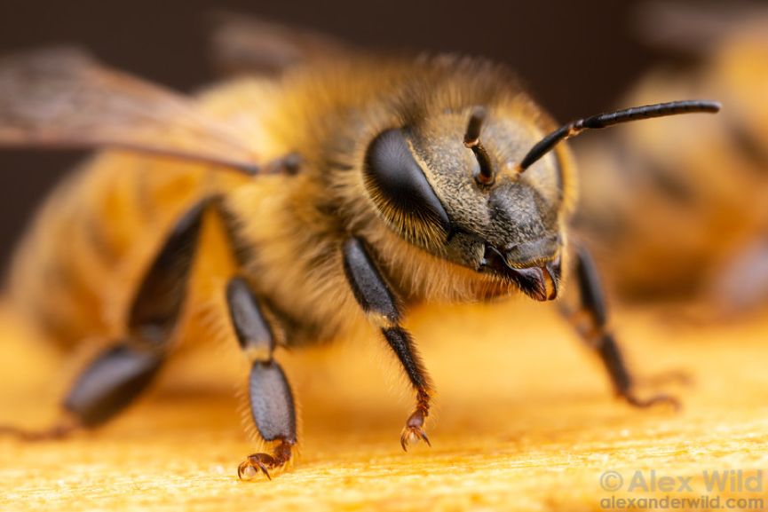 一种蜜蜂(apis mellifera)群体里有四处寻找新的食物来源的侦察蜂