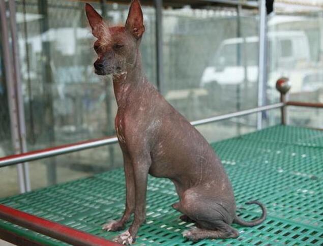 丑萌的中国冠毛犬,一个神奇的品种,饲养小攻略__凤凰网