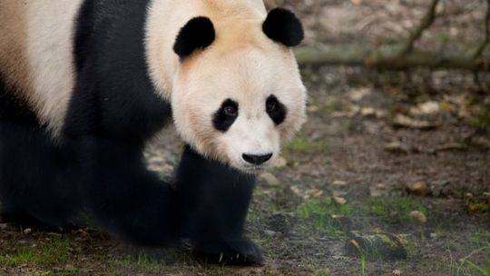 旅英大熊貓爬圍欄遭電擊愛丁堡動物園被批殘忍回應稱為了安全