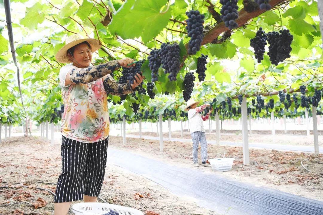 大圩葡萄节8月2日开幕!