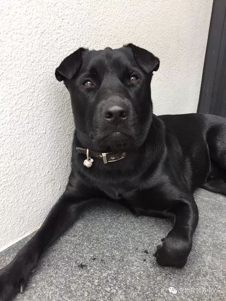 呆萌小黑狗竟变"黑道大哥",麻麻:内心还是个宝宝