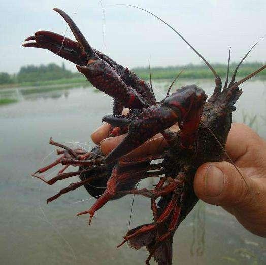 为什么小龙虾会蜕壳不遂?如何解决小龙虾蜕壳不遂的问题?