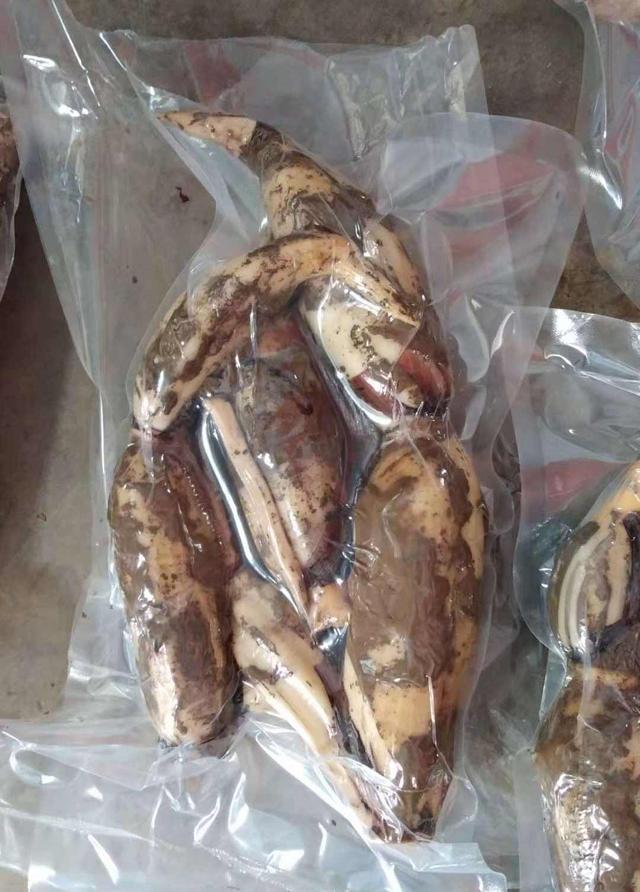 河北隆尧特产—— 泽畔藕