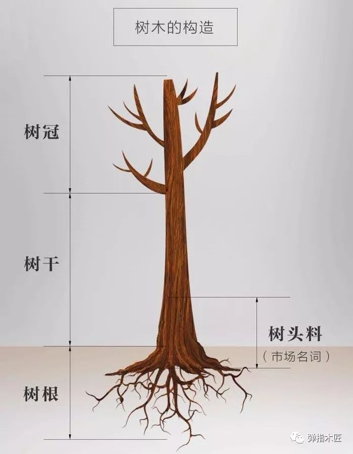 印度小叶紫檀优雅美女玩家,一般她最中意的到底是什么类型的?