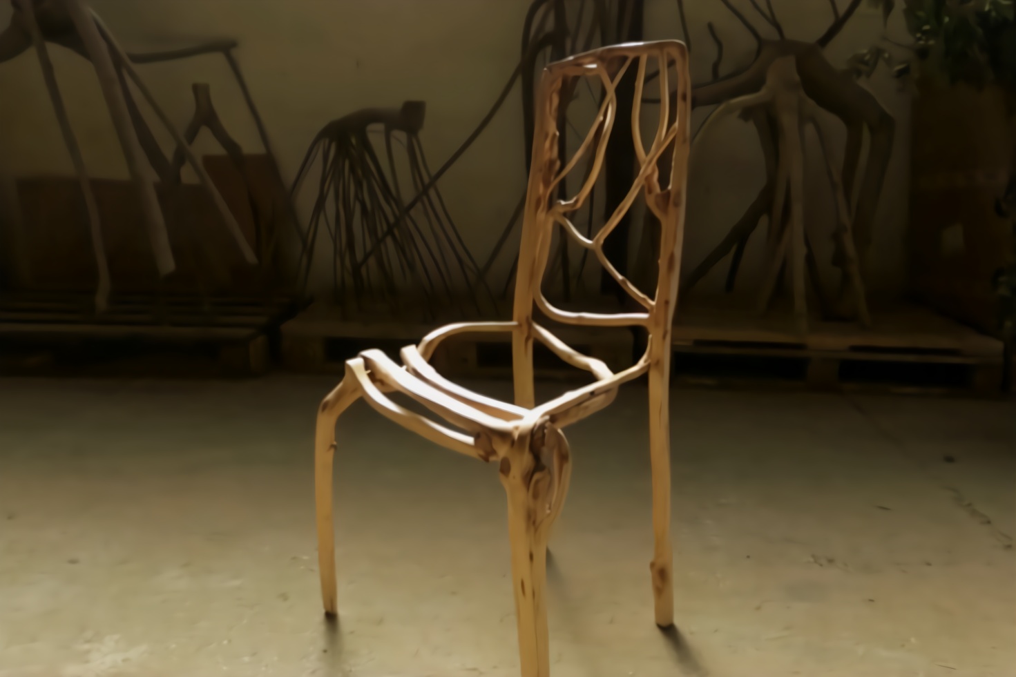 老外靠种椅子发财种一把就能卖25万可惜8年才能坐上