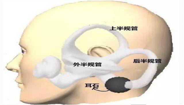 為什麼有些人坐車會暈車其實源於我們身體裡的一個小器官