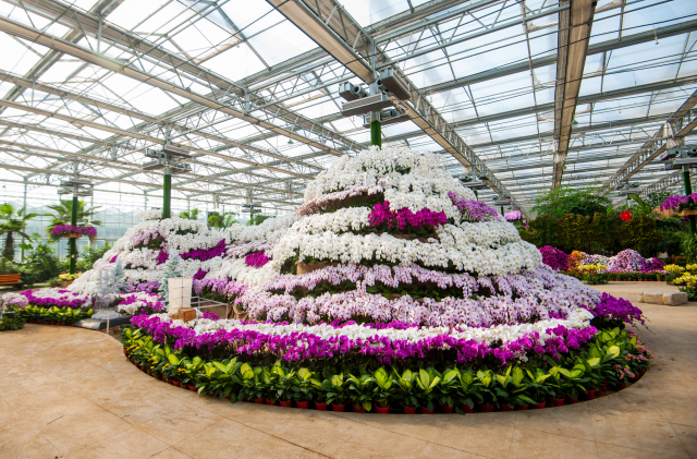 打造蝴蝶兰制造的世界工厂,不断提升淮安国家农业科技园区影响