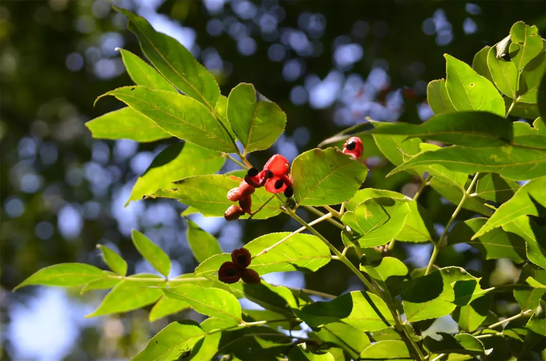 农村一种"臭树",果实很稀罕,过去用来洗衣服,人称"鸡眼睛"__凤凰网