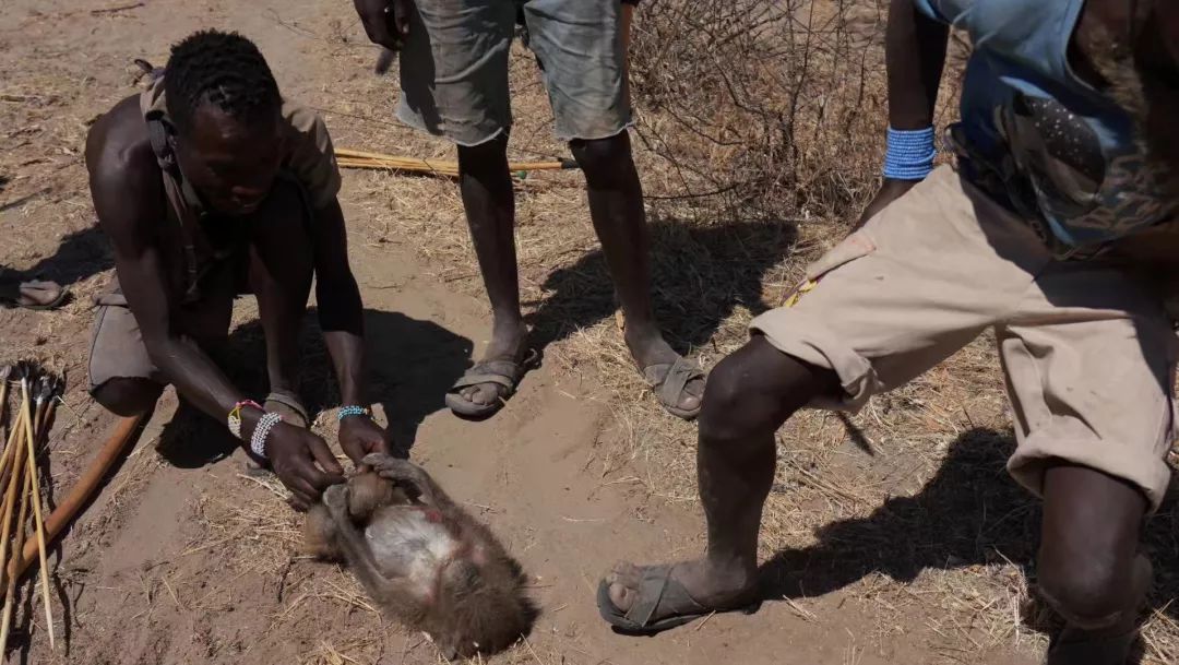 岳野支路 i 抓狒狒的非洲部落