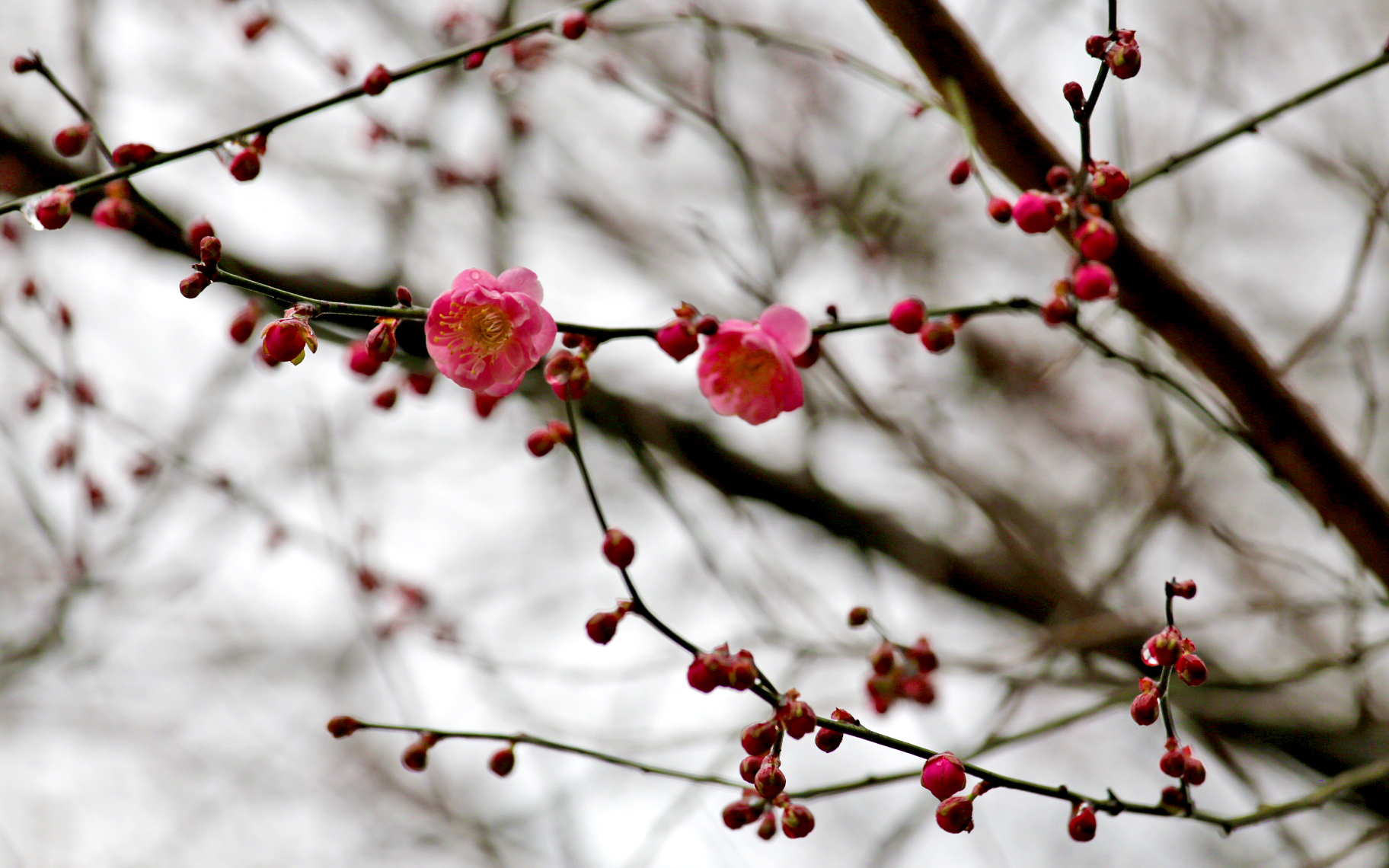 花卉攝影:雨霧中梅花朵朵,太陽如月照天上,現月光梅影妙趣.