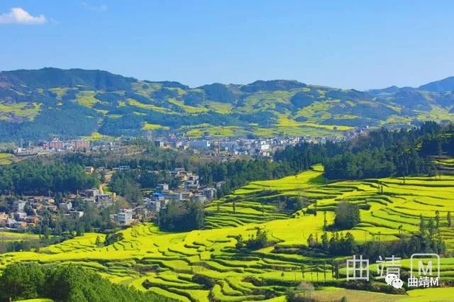 醉美罗平马街油菜花摄影马本跃