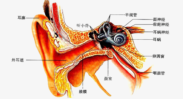 耳部結構剖析圖