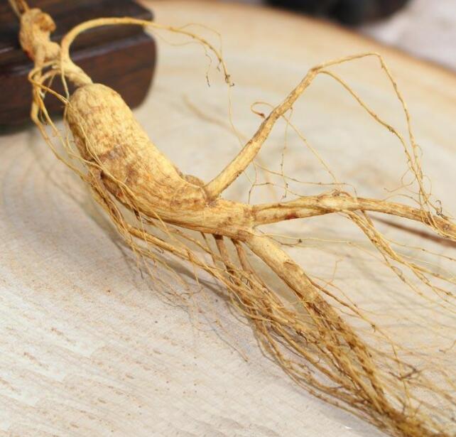 吉林野山参功效