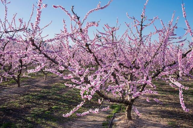 桃树栽培技术桃树灌水技巧