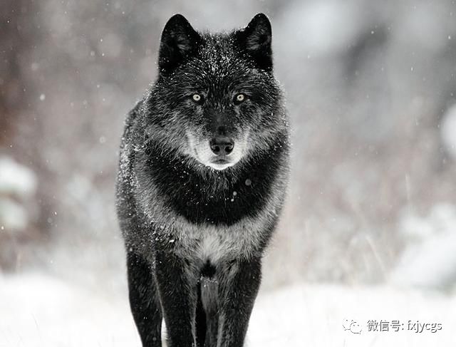 父母被狼咬死后哥哥将妹妹嫁给残疾傻子妹妹说捡到宝