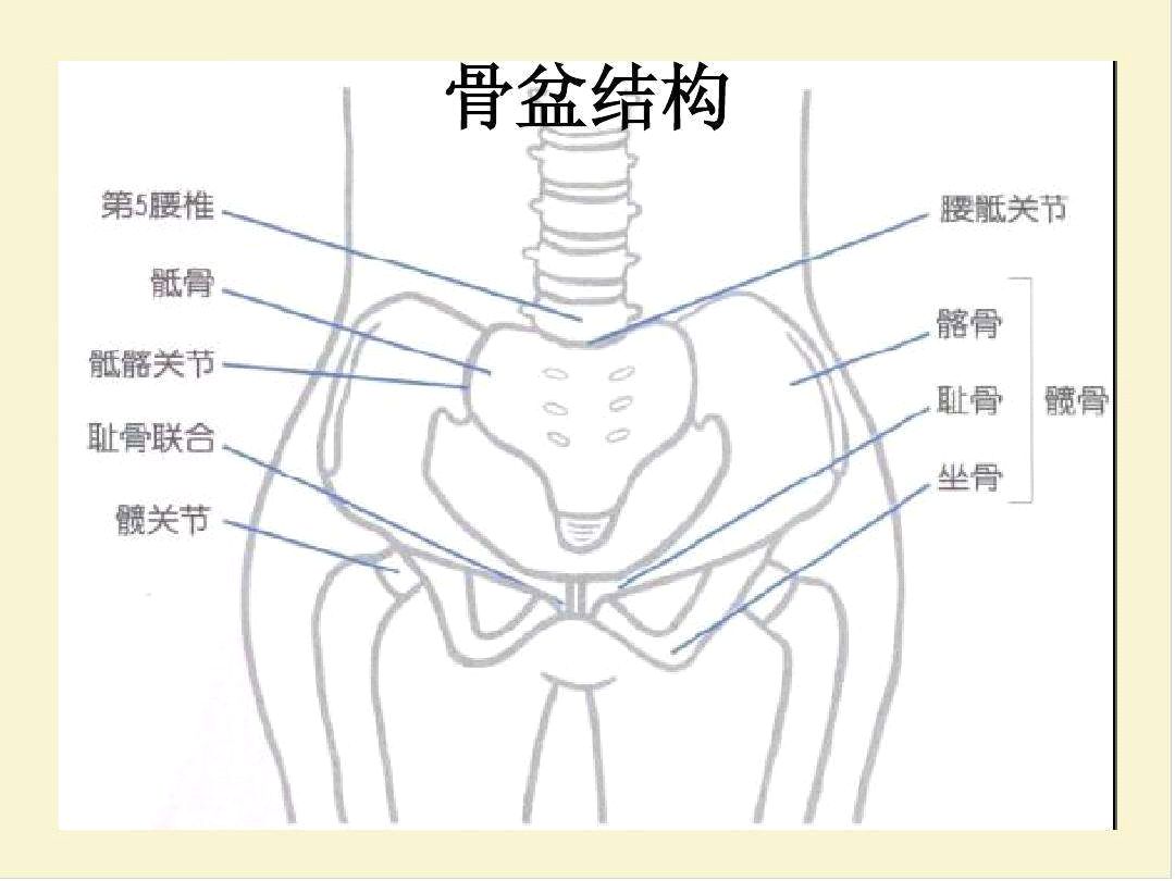 女性骨盆的位置示意图图片