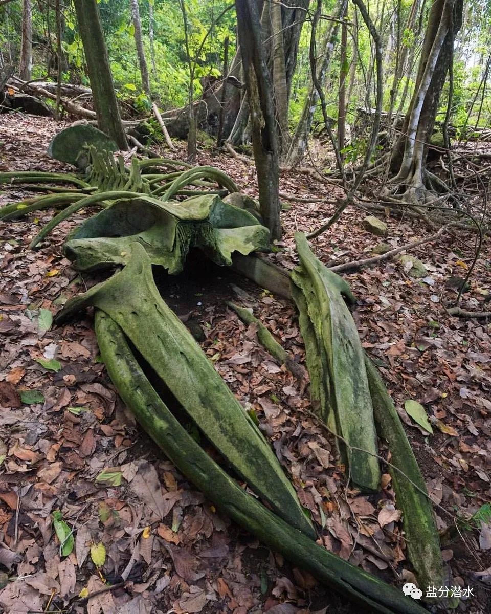 座头鲸尸体惊现亚马逊丛林然鹅没人知道它是怎么出现的