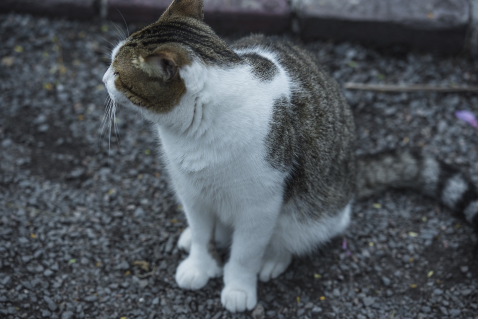 世界落日之都的海明威故居，为什么里面养的都是六趾猫