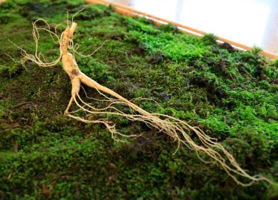 哪些人不适合服用吉林野山参?就你还不知道了