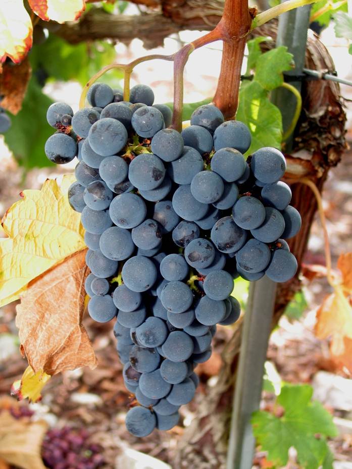 品丽珠(cabernet franc)