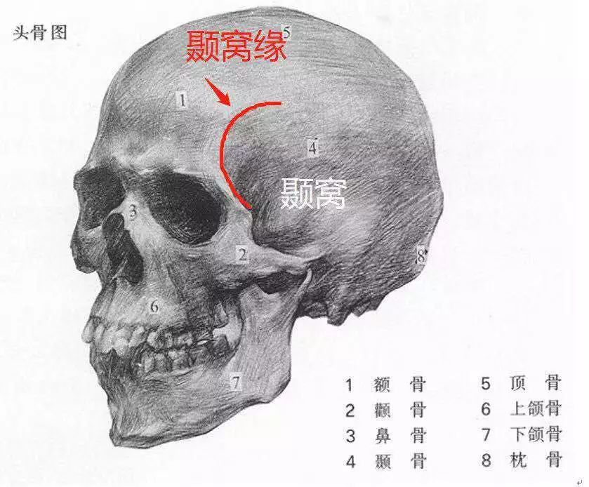 这个弧度的出现意味着我们的头部由正面转向侧面,也是提醒我们眉毛