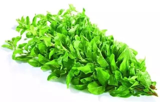 中国野菜图谱_凤凰网