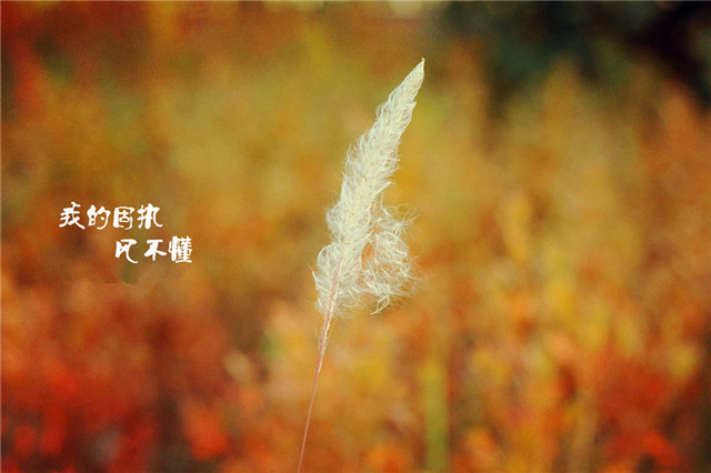 灵活变通是一种智慧,助你通向更好的大道__凤凰网