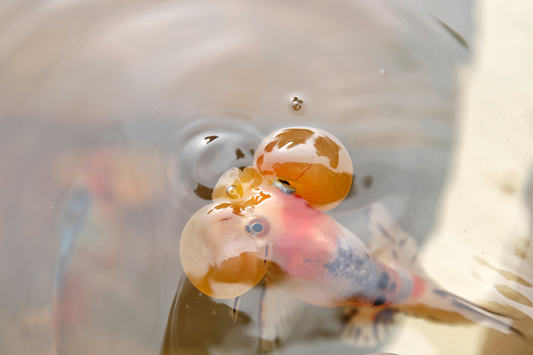 花水泡金魚.