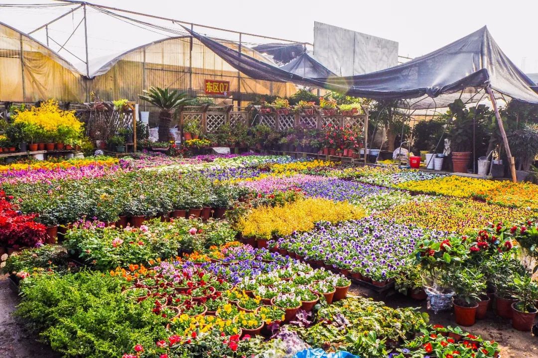 南京七乡河花卉市场图片