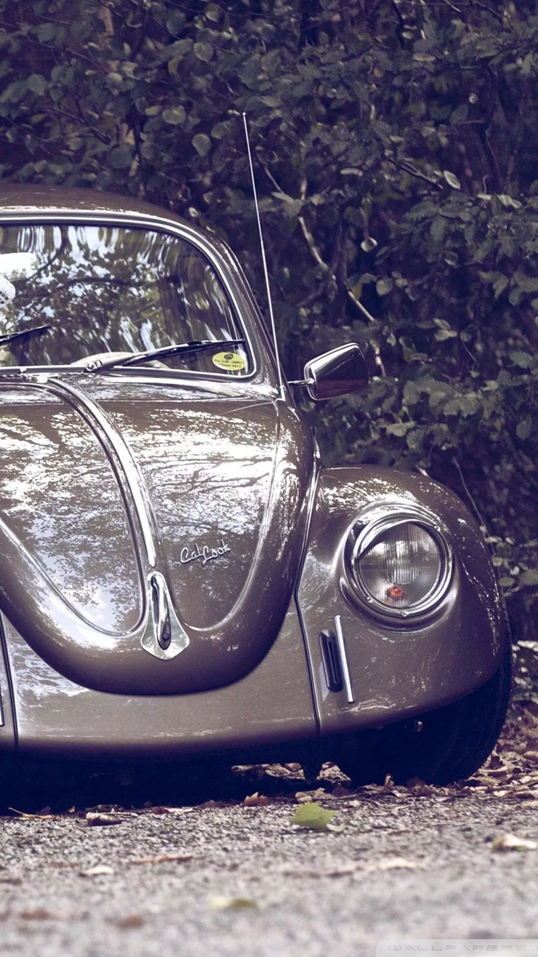 壁纸今天的主题是甲壳虫