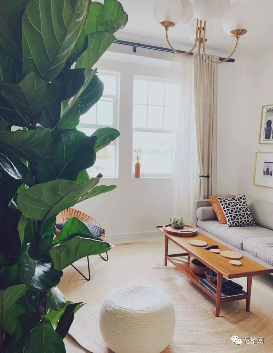 客厅养花,我就选这几种,时尚大气,美到不想出门!