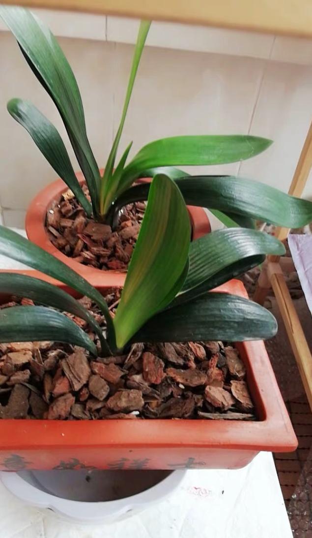 春季 君子兰养护要注意,简单3点,开花常绿爆盆且还再赚一盆!