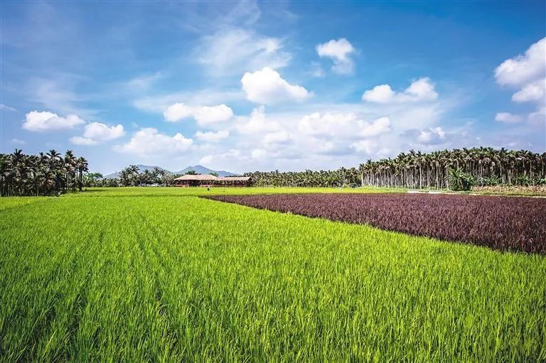 旅居视角海南农业发力上下协作打造全国核心