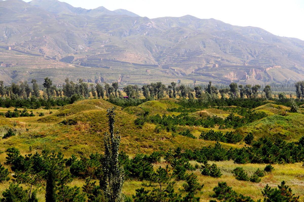 被称为中国龙脉邙山脚下养着郑州本地人最爱吃的鱼