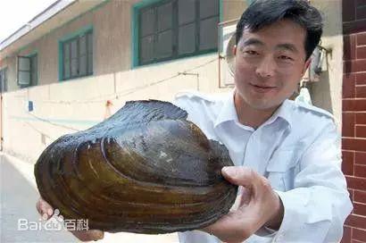 爆火直播的开蚌取珠到底隐藏着怎样的秘密.....__凤凰网