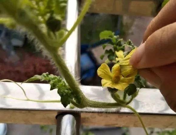 西瓜是一种自花授粉的植物,但是一般在相邻的位置会长出雌花和雄花
