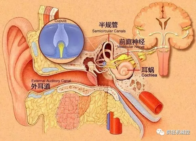 为什么摄像机绑在鸡头上可以防抖?__凤凰网