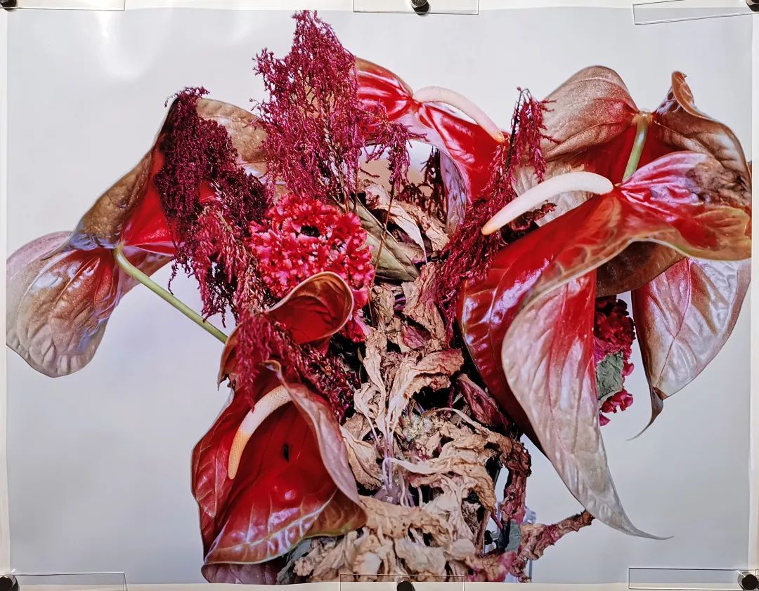 荒木经惟摄影展.花幽 | 南艺 #作品200p