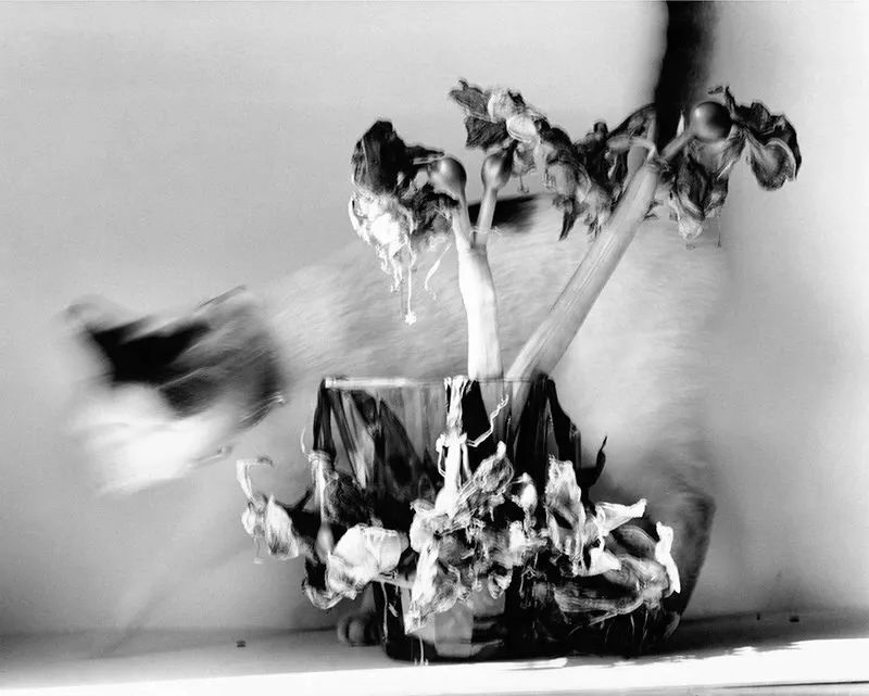 荒木经惟摄影展.花幽 | 南艺 #作品200p