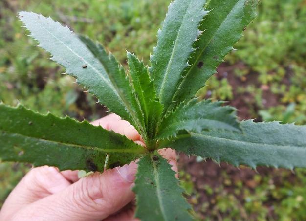 民间老百姓常用的草药,青青菜,也叫七七芽