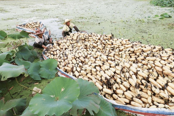 要如何种植藕,藕的科学灌水技术,池塘管理的妙招,快来看看吧__凤凰网