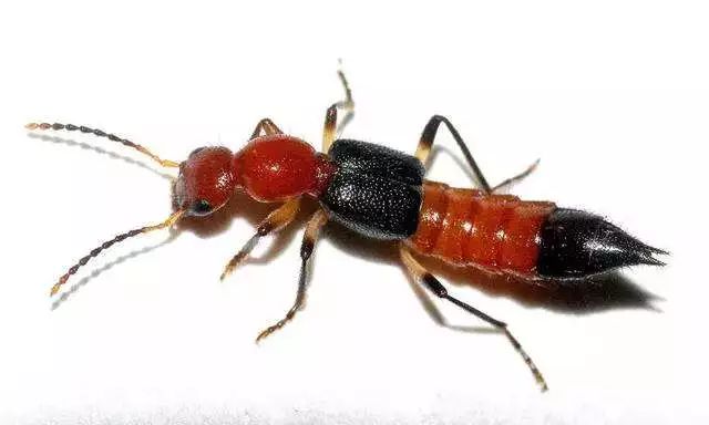 多数细长,体小,外表看起来就像是长着透明翅膀的大蚂蚁.