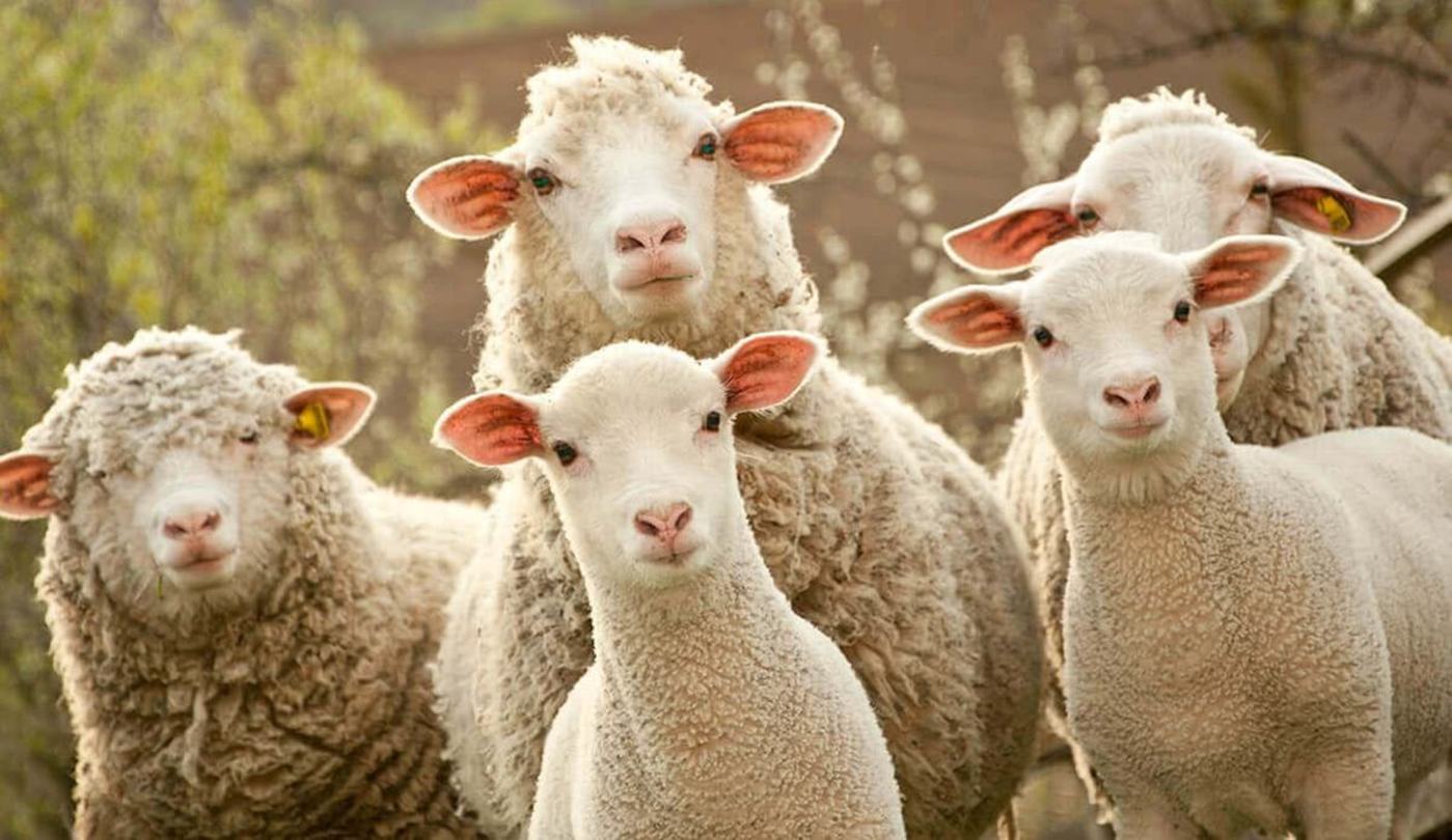 互联网公司如何大战羊毛党