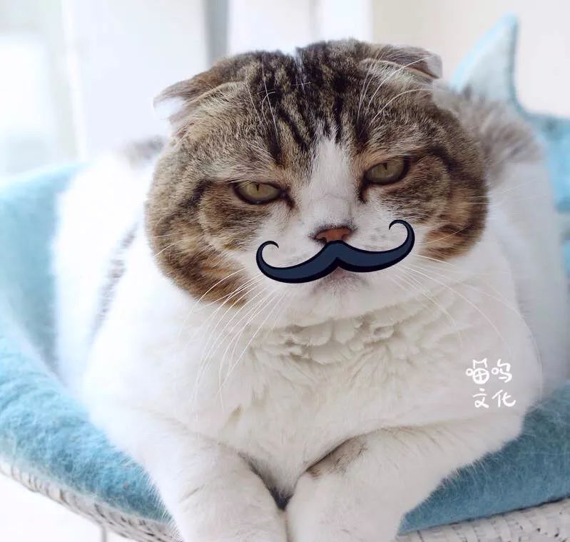 喵呜趣闻如果猫咪有八字胡会怎样