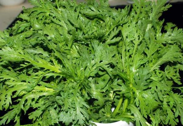 菊科菊属的茼蒿被人们称为蒿子杆快来了解吧